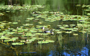 ducks on the lake