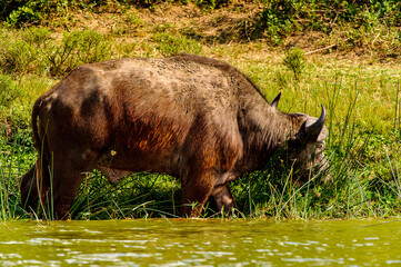 It's Buffalo on the coast of the river