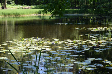 Obraz premium lake in the park