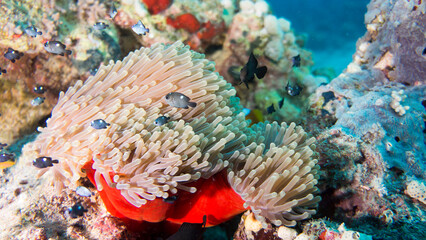 The magnificent anemone looks splendid with her red fire dress. Port Sudan (Sudan)