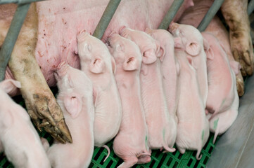 Pig factory farming is a subset of pig farming and of Industrial animal agriculture