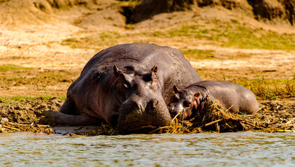 It's Huge hippopotamus and its little baby take a rest on the coast