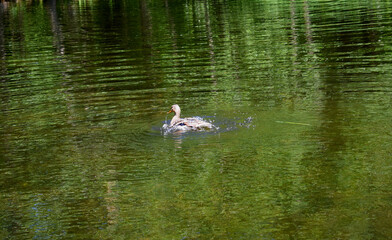duck in the water