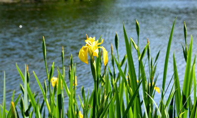 grass and water