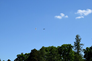 birds in flight