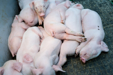 Pig farm. Industrial breeding of piglets