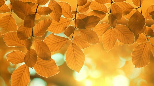 Autumn yellow orange leaves background. Autumn foliage sways in the wind in the rays of the setting sun. Autumn vegetal background. UHD, 4K