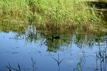Fototapeta na wymiar wild duck in the swamp
