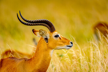 It's Close view of a beautiful antelope of Uganda, Africa