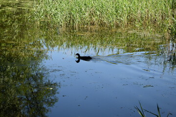 ducks on the lake