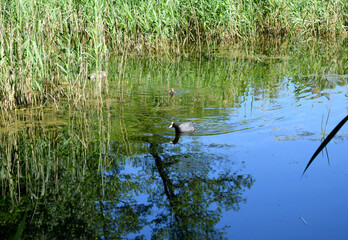 ducks on the lake