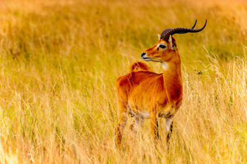 It's Antelope looks on the right in Africa, Uganda