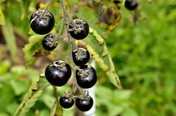 Black, blue or purple tomatoes also known as Indigo Rose and SunBlack.