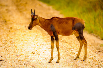 It's Antelope stays on the road
