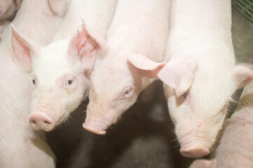 Pig farm. Industrial breeding of piglets