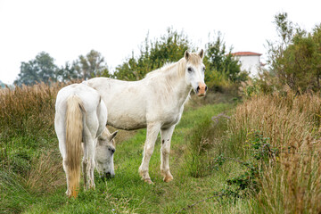 Obraz na płótnie Canvas Camargue Pferd (Equus ferus caballus), National Park Camargue, Provence-Alpes-Côte d’Azur, Frankreich