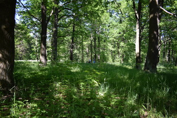 Fototapeta premium forest in the morning