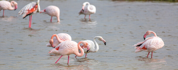 Rosaflamingo (Phoenicopterus roseus), National Park Camargue, Provence-Alpes-Côte d’Azur, Frankreich