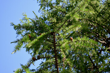 green leaves and blue sky