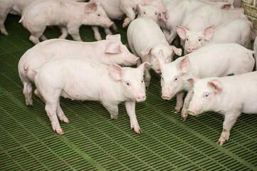 Pig farm. Industrial breeding of piglets