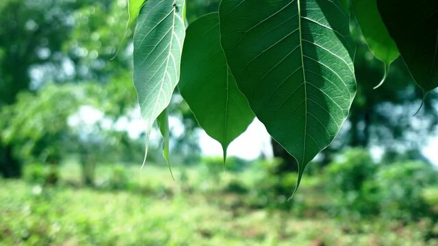 The green pho leaf (bho leaf) on the tree has a sharp shape and a beautiful pattern amidst the nature of the green tree.