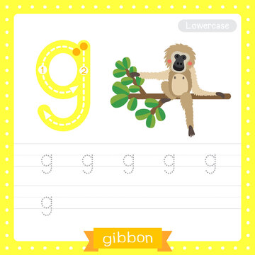 Letter G lowercase tracing practice worksheet. Gibbon sitting on branch