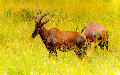 It's Antelopes from Uganda stay and eat the grass