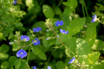 forget me not flowers