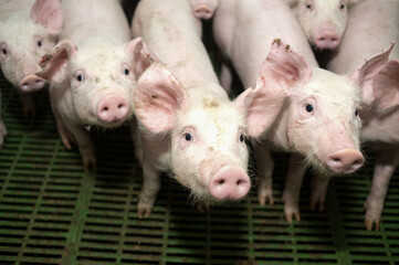 Pig farm. Industrial breeding of piglets