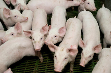 Pig farming is the raising and breeding of domestic pigs as livestock, and is a branch of animal