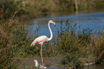 Rosaflamingo (Phoenicopterus roseus), National Park Camargue, Provence-Alpes-Côte d’Azur, Frankreich