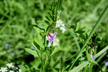 blue flowers on green grass