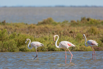 Rosaflamingo (Phoenicopterus roseus), National Park Camargue, Provence-Alpes-Côte d’Azur, Frankreich