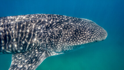 The whale shark shows the drawings of its wonderful head. Tofo Beach. Mozambique.