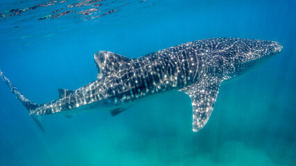 The whale shark rises to the surface seeking heat from the sun's rays. Tofo Beach. Mozambique. © izenkai