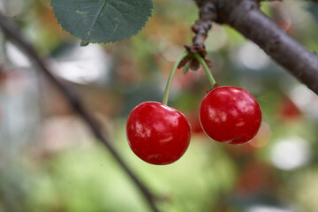Ripe cherries hanging from a cherry tree branch. Close Up Of Cherry Fruits On A Tree