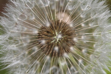 Close up of dandelion seed head puffball with florets 
