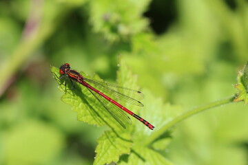 large red damselfly resting on leaf with green bokeh background 