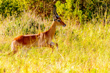 It's Huge jump of an antelope
