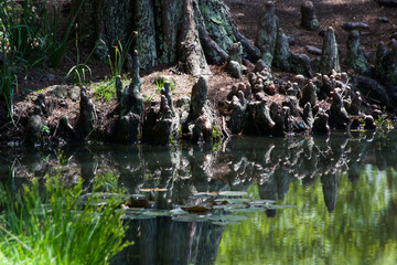 Cypress with knees reflected in water