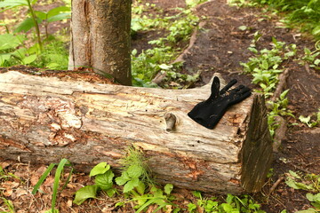 social problems in the woods, Lost and found-an old black glove in the woods, pollution of nature by discarded clothing