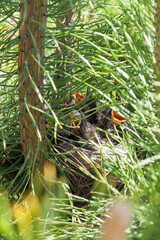 A bird's nest hidden in pine branches on a summer day in the forest, little kids with open yellow beaks waiting for food and support from their parents.