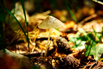 The rays of the sun shine on a small mushroom in a dark forest.