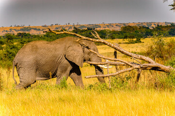 It's Elephants in Africa, Uganda