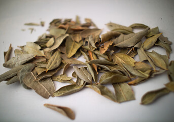 Boldo Leaves (Peumus boldus), which Have a Strong Aroma and are Used for Culinary and Medicinal...