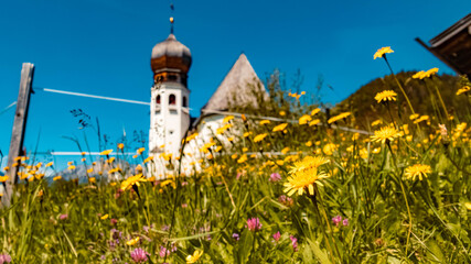 Beautiful alpine flowers at Oberau near Berchtesgaden, Bavaria, Germany