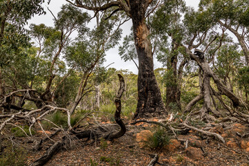 A forest with some burnt trees in the Grampians National park in Victoria, Australia.