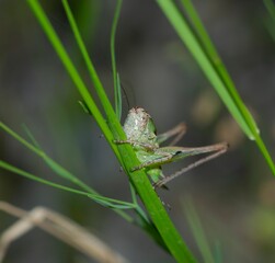 detail of cricket on a blade of grassp
