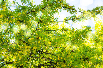 Fototapeta premium Flowers of yellow acacia shrub. Blooming Caragan arborescenes tree
