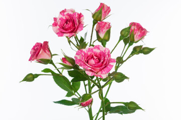 beautiful branch of roses on white background
